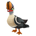 King Eider Duck